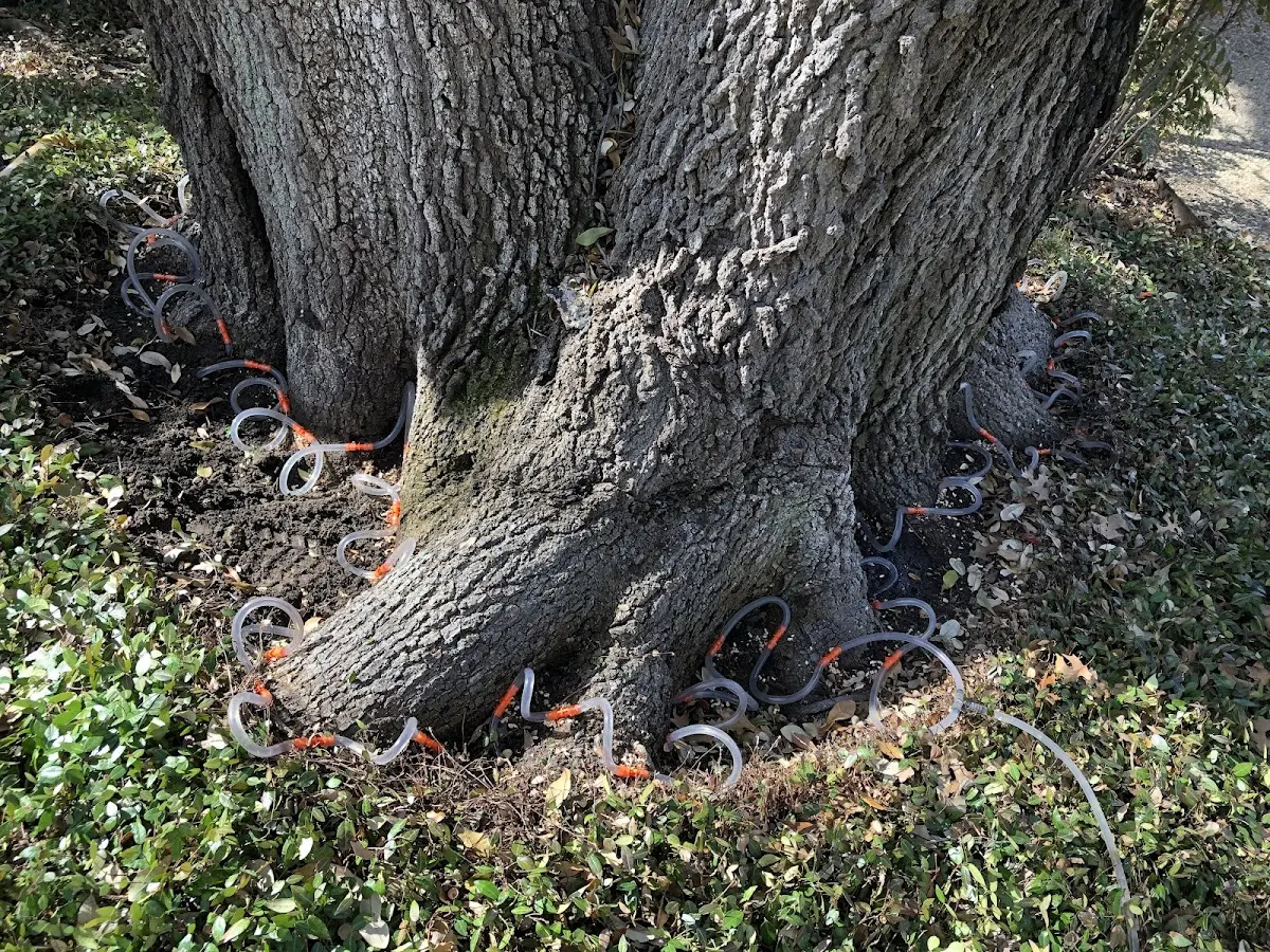 Detailed Tree Cabling and Bracing job site in Sheakleyville